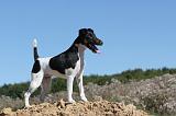 FOX TERRIER POIL LISSE 007